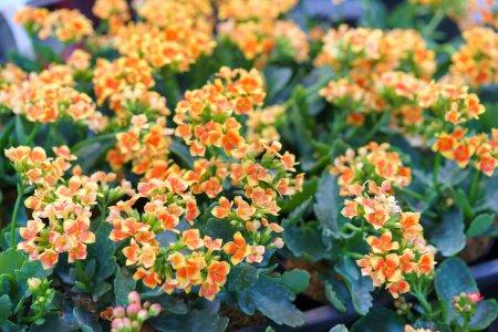 Téléchargez les photos : Une exposition vibrante de plantes Kalanchoe en fleurs, mettant en valeur une explosion de fleurs orange et jaune contre des feuilles vertes luxuriantes - en image libre de droit