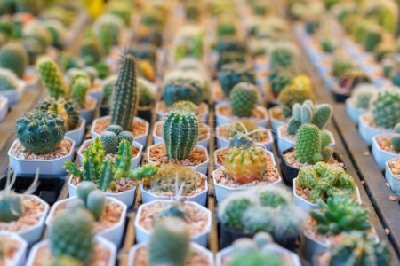 Téléchargez les photos : Une vaste collection de cactus miniatures dans différentes formes et tailles, soigneusement mis en pot et alignés pour être exposés dans un centre de jardin. - en image libre de droit