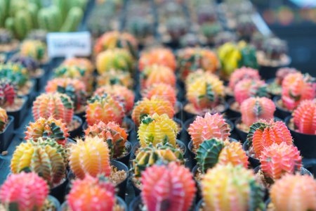 Téléchargez les photos : Collection vibrante de cactus greffés, présentant une gamme de couleurs vives, disposés soigneusement à vendre dans une pépinière - en image libre de droit