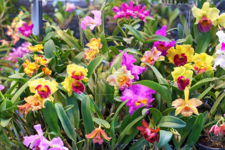 Téléchargez les photos : Une superbe collection d'orchidées Cattleya dans une variété de couleurs vives, en pleine floraison dans un cadre de serre luxuriante - en image libre de droit