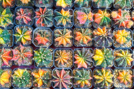 Téléchargez les photos : Collection vibrante de cactus greffés, présentant une gamme de couleurs vives, disposés soigneusement à vendre dans une pépinière. - en image libre de droit