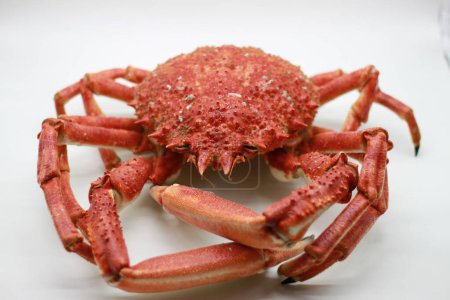 Photo for Cooked spider crab on white background - Royalty Free Image