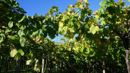 Téléchargez les photos : Paysage des vignobles à Getaria, Gipuzkoa, Pays Basque Espagne - en image libre de droit