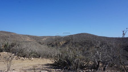 Téléchargez les photos : Paysage semi-désertique en Los Cabos, Baja California del Sur, le Mexique - en image libre de droit
