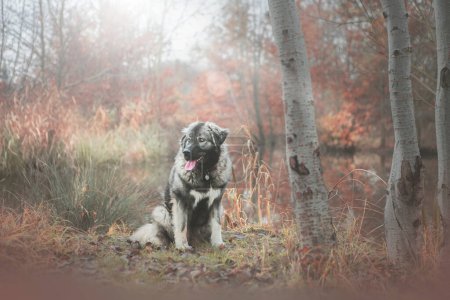 Photo for Beautiful caucasian shepherd dog in autumn nature - Royalty Free Image