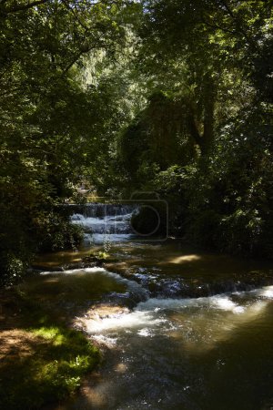 Foto de Río. Bosque y un río entre las montañas - Imagen libre de derechos