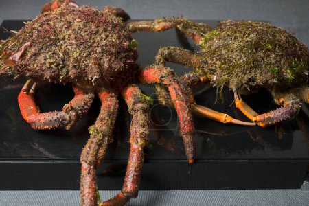 Téléchargez les photos : Crabe de Galice. Cette région d'Espagne est l'un des premiers producteurs de fruits de mer au monde - en image libre de droit