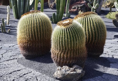 Echinocactus grusonii en el Jardín de Cactus Guatiza. Comúnmente llamado asiento de suegra, bola de oro, barril de oro o cactus de erizo, es una especie perteneciente a la familia Cactaceae..