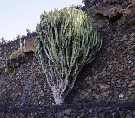 Euphorbia abyssinica en el Jardín de Cactus Guatiza. Es una especie perteneciente a la familia de las euforbiáceas. Puede medir 4,5 m de altura