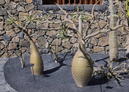 Pachypodium lamerei en el Jardín de Cactus Guatiza. Es una especie del género Pachypodium endémica de la isla de Madagascar. Es comúnmente conocida como la "palma de Madagascar", a pesar de no ser una palmera.