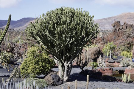 Euforbia en el Jardín de Cactus de Guatiza. Es una especie perteneciente a la familia de las euforbiáceas. Puede medir 4,5 m de altura