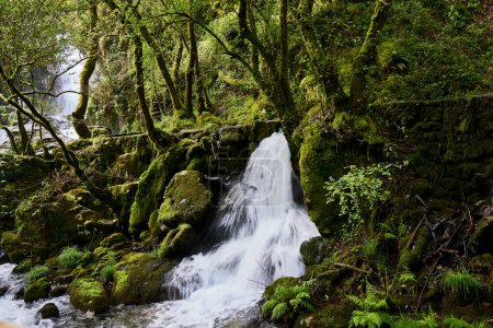 Fluss und Wasserfälle. Landschaft eines Waldes mit einem kleinen Fluss, Felsen und sehr üppiger Vegetation