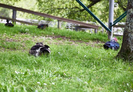 Ente im Garten. Eine Ente ruht, während sie den Fotografen ansieht, während im Hintergrund ein Truthahn unscharf erscheint
