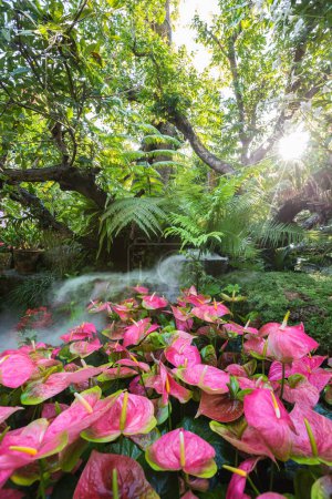 Téléchargez les photos : Belles fleurs multicolores printanières dans le jardin sous les grands arbres à Chiang Rai, Thaïlande - en image libre de droit