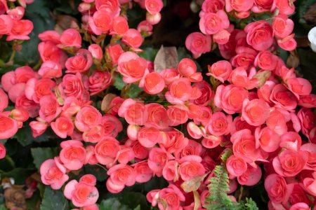 Téléchargez les photos : Les bégonias de couleur rouge (Begonia tuberhybrida) dans le jardin - en image libre de droit