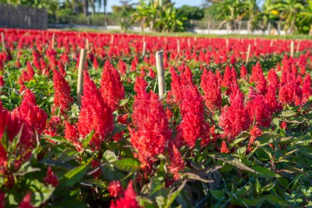 Photo for Red Silver Cockscomb aka Celosia Argentia flowers in bloom in a field. - Royalty Free Image