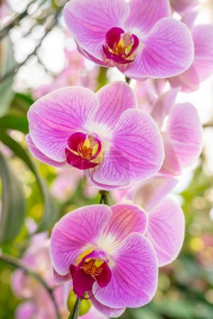 Foto de Closeup view of a pink mottled Phalaenopsis orchid plant. - Imagen libre de derechos