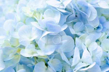 Soft Blue Hydrangea close-up texture.
