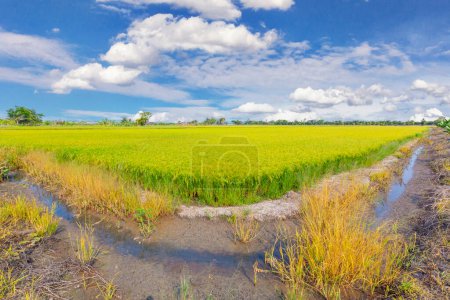 Photo for Rice crop soon to be harvested in the farmland and blue sky background. - Royalty Free Image