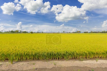Photo for Rice crop soon to be harvested in the farmland and blue sky background. - Royalty Free Image