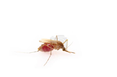 Photo for A Mosquito on White background. - Royalty Free Image
