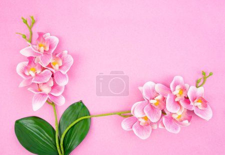 Photo for Beautiful pink color orchid flowers with copy space for your text or message. - Royalty Free Image