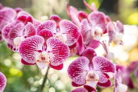 Téléchargez les photos : Gros plan de la fleur d'orchidée dans le jardin le jour d'hiver ou de printemps, orchidée de Phalaenopsis. - en image libre de droit