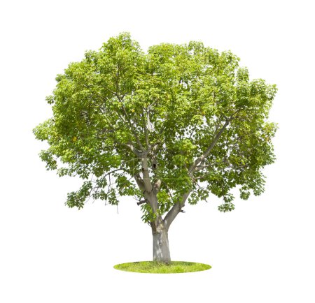 Cochlospermum regium oder gelber Seiden-Baumwollbaum isoliert auf weißem Hintergrund.