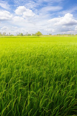 Photo for Green rice meadow fields with blue sky on natural background. - Royalty Free Image