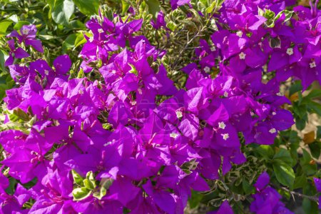 Téléchargez les photos : Bougainvillea est une plante à fleurs tropicale populaire dans le jardin. - en image libre de droit