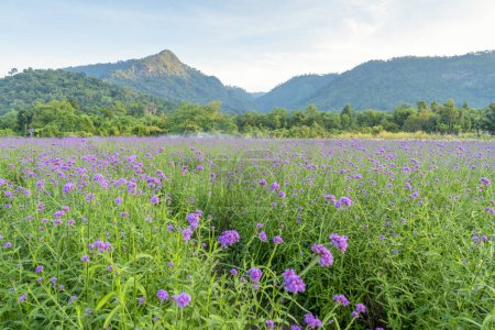 Téléchargez les photos : Verveine bonariensis fleur dans le jardin avec fond de montagne. - en image libre de droit