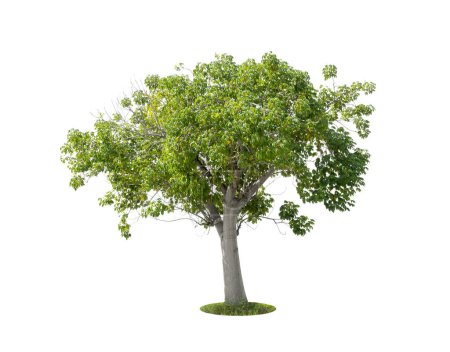 Cochlospermum regium oder gelber Seidenbaumwollbaum isoliert auf weißem Hintergrund. Geretteter Schneidpfad.