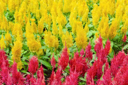 Celosia argentea or Plumped Cockscomb flowers, colorful flowerbed of woolflower.
