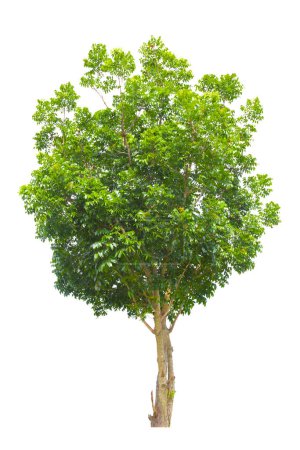Big tropical tree isolated on white background. Saved clipping path.