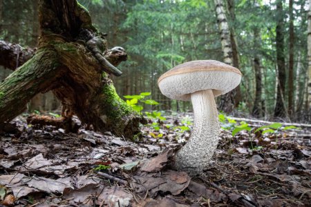 Edible mushroom Leccinum scabrum (commonly known as rough-stemmed bolete, scaber stalk and birch bolete) in summer forest - Czech Republic, Europe