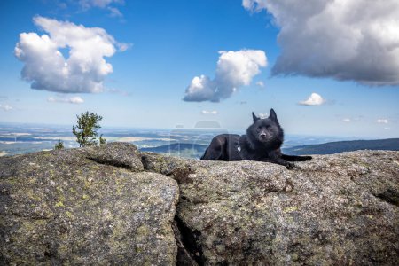 Photo for Small black dog on rocky mountain overlook under summer blue sky - breed named Schipperke. Jizera Mountains, Czech Republic, Europe. - Royalty Free Image