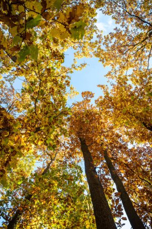 Téléchargez les photos : Levez les yeux dans la forêt d'automne incroyable avec des feuilles colorées sous le ciel bleu - République tchèque, Europe - en image libre de droit