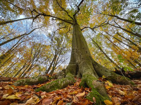 Téléchargez les photos : Vue en couronnes de hêtres magnifiquement dorés dans la forêt d'automne - République tchèque, Europe - en image libre de droit