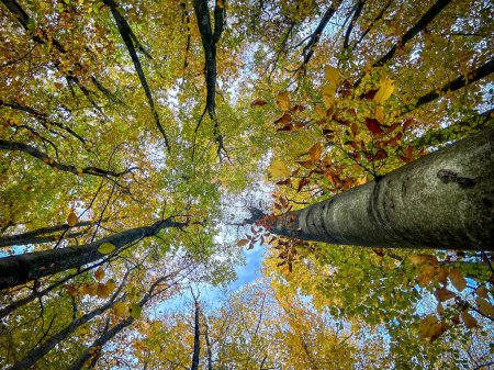 Téléchargez les photos : Levant les yeux en automne hêtraie colorée - République tchèque, Europe - en image libre de droit