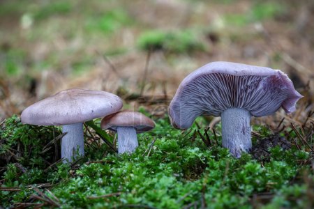 Group of amazing edible mushroom Lepista nuda commonly known as wood blewit in moss - Czech Republic, Europe