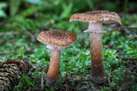 Foto de Dos hongos comestibles Armillaria ostoyae comúnmente conocidos como hongo Miel. República Checa, Europa. - Imagen libre de derechos