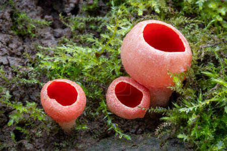 Sarcoscypha austriaca - asombroso hongo no comestible de principios de la primavera conocido como taza de elfo escarlata. República Checa, Europa.