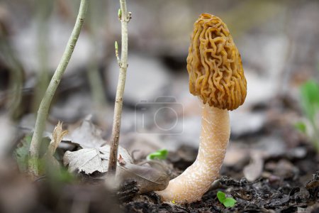 Close-up of edible tasty spring mushroom called early morel or wrinkled thimble-cap. The scientific Latin name of this mushroom is Verpa bohemica. Czech Republic, Europe.