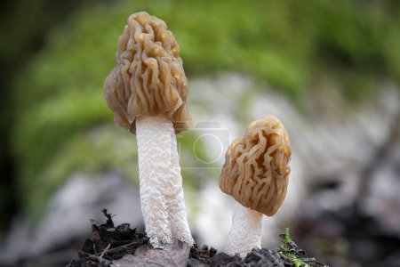 Beautiful pair of edible spring mushrooms called Verpa bohemica in Latin, commonly called early morel or wrinkled thimble-cap. Czech Republic, Europe.