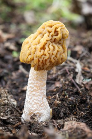 Edible and delicious mushroom Verpa bohemica commonly known as early morel or wrinkled thimble-cap - detail from spring forest of Czech Republic, Europe.