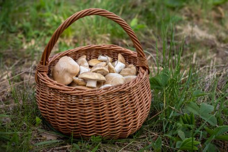 Wicker basket full of collected St. Georges mushrooms lies on green meadow - Czech Republic, Europe