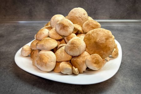 Pile of edible Saint Georges mushrooms (Calocybe gambosa) on white plate on kitchen table - Czech Republic, Europe