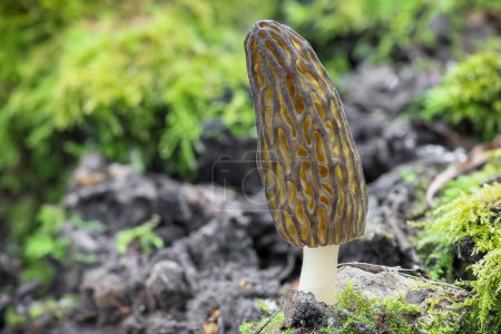Téléchargez les photos : Tourné de champignons morilles étonnants, comestibles et savoureux - République tchèque, Europe - en image libre de droit