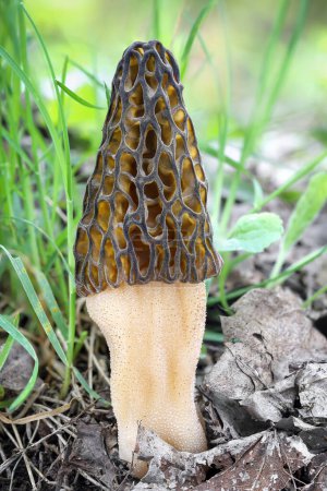 Morel mushroom in spring forest with green grass background - Czech Republic, Europe