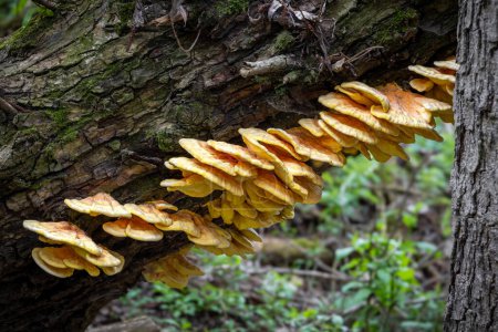 Edible mushroom Laetiporus sulphureus commonly known as crab of woods, sulphur polypore or Chicken of woods on tree trunk - Czech Republic, Europe